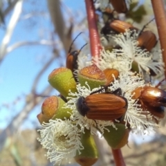 Phyllotocus kingii at Birrigai - 15 Nov 2023