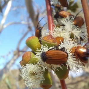 Phyllotocus kingii at Birrigai - 15 Nov 2023