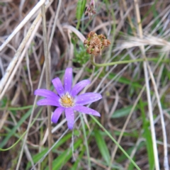 Calotis scabiosifolia var. integrifolia (Rough Burr-daisy) at Bullen Range - 14 Nov 2023 by HelenCross