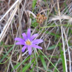 Calotis scabiosifolia var. integrifolia at Bullen Range - 14 Nov 2023