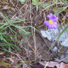 Calotis scabiosifolia var. integrifolia at Bullen Range - 14 Nov 2023