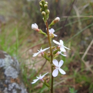 Stylidium sp. at Bullen Range - 14 Nov 2023 03:38 PM