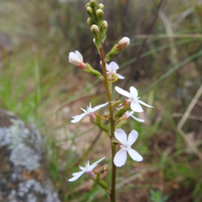 Stylidium sp. (Trigger Plant) at Tuggeranong, ACT - 14 Nov 2023 by HelenCross