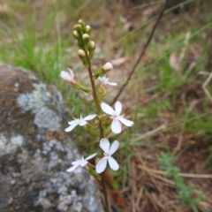 Stylidium sp. at Bullen Range - 14 Nov 2023 03:38 PM