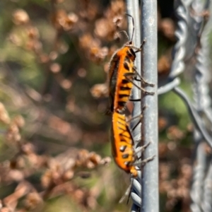 Agonoscelis rutila at Birrigai - 15 Nov 2023