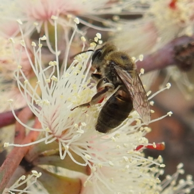 Leioproctus (Leioproctus) amabilis (A plaster bee) at Lions Youth Haven - Westwood Farm - 14 Nov 2023 by HelenCross