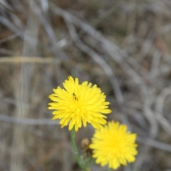 Dasytinae (subfamily) (Soft-winged flower beetle) at Lawson Grasslands (LWG) - 15 Nov 2023 by maura