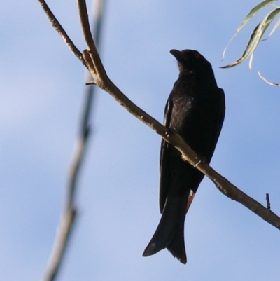 Dicrurus bracteatus (Spangled Drongo) at Darlington, QLD - 8 Nov 2023 by Rixon