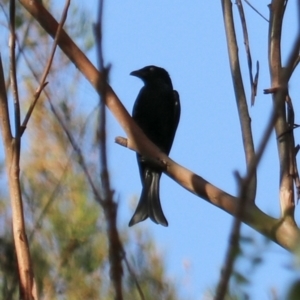 Dicrurus bracteatus at Darlington, QLD - suppressed