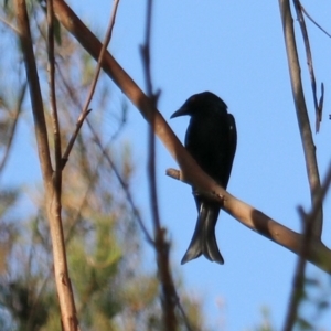 Dicrurus bracteatus at Darlington, QLD - suppressed