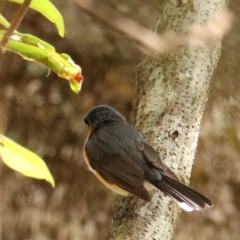 Symposiachrus trivirgatus (Spectacled Monarch) at Lamington National Park - 8 Nov 2023 by Rixon