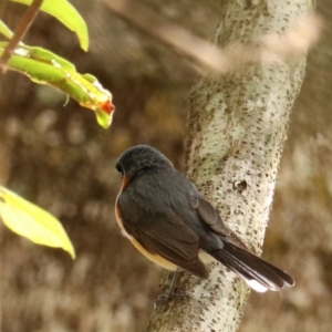 Symposiachrus trivirgatus at Lamington National Park - suppressed