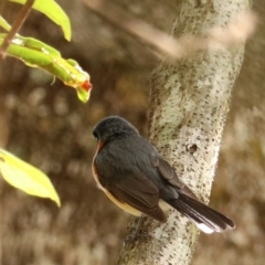 Symposiachrus trivirgatus (Spectacled Monarch) at O'Reilly, QLD - 8 Nov 2023 by Rixon