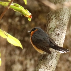 Symposiachrus trivirgatus at Lamington National Park - suppressed