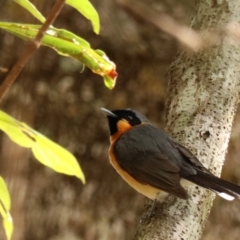 Symposiachrus trivirgatus at Lamington National Park - suppressed