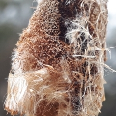 Typha latifolia (Cat's-Tail) at Yaouk, NSW - 19 Nov 2023 by JARS