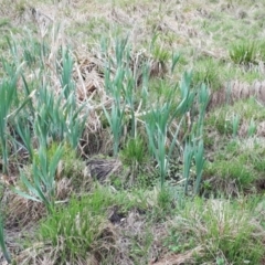 Typha latifolia at Yaouk, NSW - suppressed