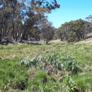 Typha latifolia at Yaouk, NSW - 19 Nov 2023
