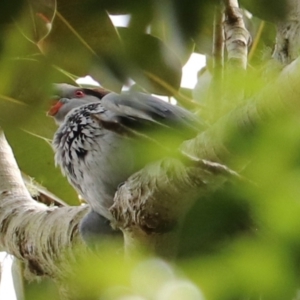 Lopholaimus antarcticus at Lamington National Park - 8 Nov 2023