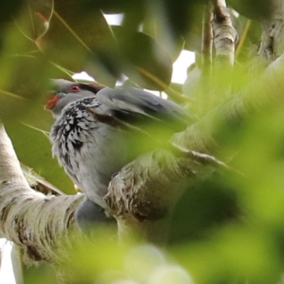 Lopholaimus antarcticus (Topknot Pigeon) at O'Reilly, QLD - 8 Nov 2023 by Rixon