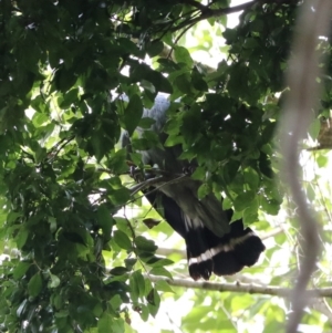 Lopholaimus antarcticus at Lamington National Park - 8 Nov 2023