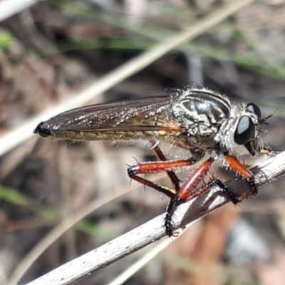 Zosteria sp. (genus) (Common brown robber fly) at Aranda Bushland - 13 Nov 2023 by JARS