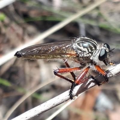 Unidentified Robber fly (Asilidae) at Aranda Bushland - 13 Nov 2023 by JARS