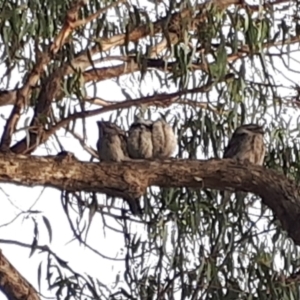 Podargus strigoides at O'Connor, ACT - 14 Nov 2023