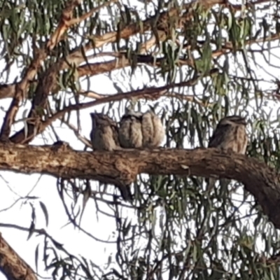 Podargus strigoides (Tawny Frogmouth) at O'Connor, ACT - 13 Nov 2023 by JARS