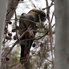 Calyptorhynchus lathami (Glossy Black-Cockatoo) at Lamington National Park - 8 Nov 2023 by Rixon