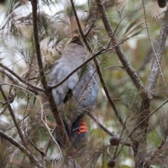 Calyptorhynchus lathami lathami at Lamington National Park - suppressed