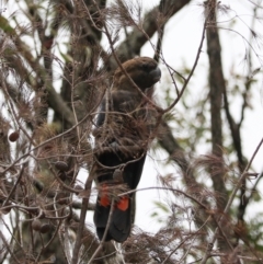 Calyptorhynchus lathami lathami at Lamington National Park - suppressed