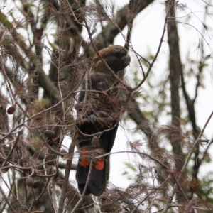 Calyptorhynchus lathami lathami at Lamington National Park - 8 Nov 2023