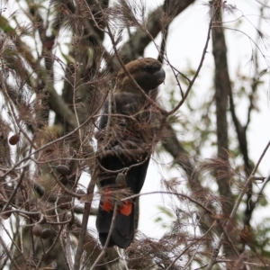 Calyptorhynchus lathami lathami at Lamington National Park - suppressed