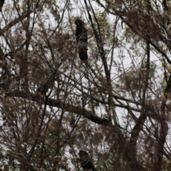 Calyptorhynchus lathami lathami at Lamington National Park - suppressed