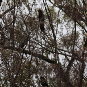 Calyptorhynchus lathami lathami at Lamington National Park - suppressed