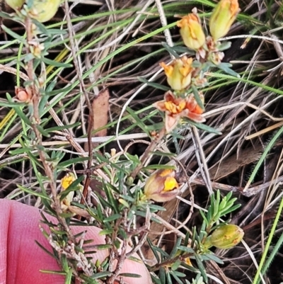 Hibbertia calycina (Lesser Guinea-flower) at Belconnen, ACT - 13 Nov 2023 by sangio7