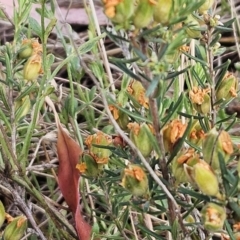 Hibbertia calycina at The Pinnacle - 14 Nov 2023