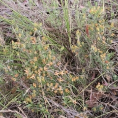 Hibbertia calycina at The Pinnacle - 14 Nov 2023 09:13 AM