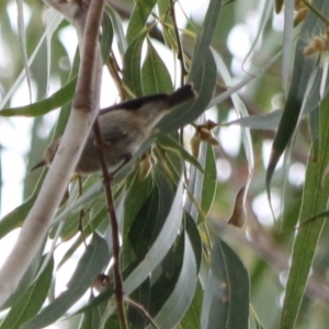 Myzomela sanguinolenta at Lamington National Park - 8 Nov 2023