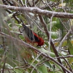 Myzomela sanguinolenta at Lamington National Park - suppressed