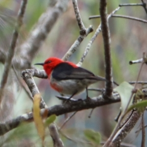 Myzomela sanguinolenta at Lamington National Park - 8 Nov 2023