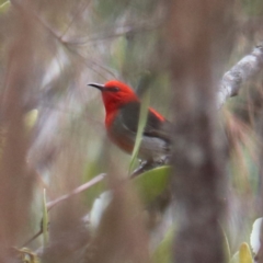 Myzomela sanguinolenta at Lamington National Park - suppressed