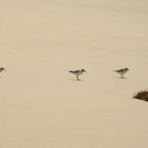 Calidris ruficollis at Wallaga Lake, NSW - 13 Nov 2023