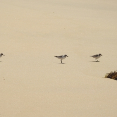 Calidris ruficollis (Red-necked Stint) at Wallaga Lake, NSW - 13 Nov 2023 by HelenCross
