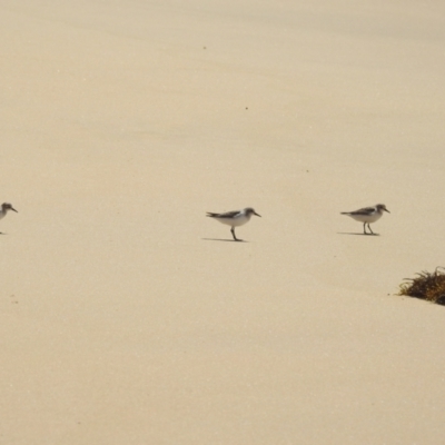 Calidris ruficollis (Red-necked Stint) at Wallaga Lake, NSW - 12 Nov 2023 by HelenCross