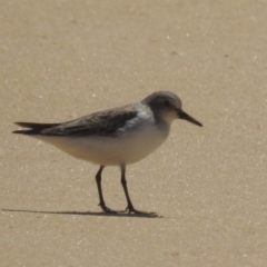 Calidris ruficollis at Wallaga Lake, NSW - 13 Nov 2023