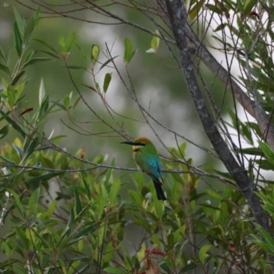 Merops ornatus (Rainbow Bee-eater) at Wallum - 14 Nov 2023 by Ruby