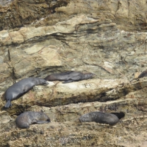 Arctocephalus pusillus doriferus at Bermagui, NSW - 12 Nov 2023