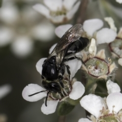 Euryglossa sp. (genus) (A native bee) at McKellar, ACT - 14 Nov 2023 by kasiaaus